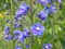 Blue-and-purple blooming delphiniums in the garden