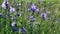 Blue purple chicory flowers among green grass in a field. Blooming of a medicinal plant