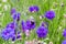 Blue-purple cornflowers with bumblebee close-up in selective focus