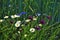 Blue and purple cornflowers and camomile plants spotted on a meadow