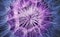 Blue and purple dandelion seeds texture background
