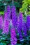 Blue Purple Delphinium Larkspur Van Dusen Garden Vancouver British Columbia Canada