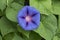 Blue purple flowers of ipomea purpurea