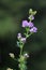 The blue purple flowers of Medicago sativa