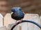 Blue, purple and green Starling bird wildlife animal perched on