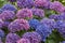 Blue and purple Hortensia flowers