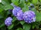 Blue and purple Hydrangeas