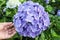 Blue or purple hydrangeas are blooming