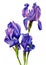 Blue-purple irises on a white background. Isolated. Painted hands watercolor. Realistic painting. Poster