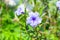 Blue-purple little cute flower outstanding from green leaves bac