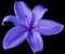 Blue-purple llily flower on isolated black background with clipping path. Closeup. no shadows. For design