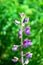 Blue purple Lupine flower on wild nature green grass background. Macro soft focus text copy space