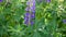 Blue and purple lupine flowers, in the summer in the field closeup leaves. Panorama, camera movement