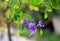 Blue-purple Lycianthes rantonnetii Flowers in Backlight