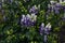 Blue purple monkshood, aconite flowers, wolfsbane on a green bush, perennial