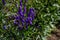 Blue purple monkshood, aconite flowers, wolfsbane on a green bush, perennial in summer garden