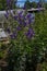 Blue purple monkshood, aconite flowers, wolfsbane on green bush, perennial in summer garden, greenhouses background