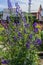 Blue purple monkshood, wolfsbane, aconite flowers on green bush, perennial in summer garden