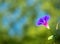 Blue and purple morning glory flower backlit by sun on colorful nature bokeh background