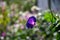 Blue and purple morning glory flowers backlit by sun on colorful nature bokeh background