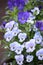 Blue and Purple Pansies bloom in the Spring