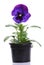 Blue purple pansy isolated over white