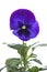 Blue purple pansy isolated over white