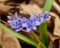 Blue and purple Scilla flowers