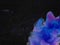 Blue purple smoke or dye in water on black background with copy space