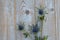 Blue purple thistle sea holly flower plant on a grey wooden empty copy space background with wooden decoration in sprin
