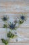 Blue purple thistle sea holly flower plant on a grey wooden empty copy space background with wooden decoration in spring