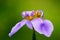 Blue purple â€œWalking Irisâ€ Neomarica caerulea flower macro photo isolated on the surrounding green bokeh background