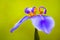 Blue purple â€œWalking Irisâ€ Neomarica caerulea tropical flower macro photo