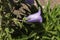 Blue `Pyrenean Bellflower` - Campanula Speciosa