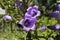 Blue `Pyrenean Bellflower` - Campanula Speciosa