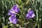 Blue `Pyrenean Bellflower` - Campanula Speciosa