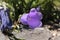 Blue `Pyrenean Bellflower` - Campanula Speciosa