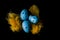 Blue quail eggs on a black background and yellow, bright feathers