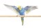 Blue rainbow Budgerigar bird flying wings spread facing at the c