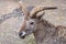 Blue ram (Latin Pseudois nayaur) with beautiful unusual horns on a sunny day