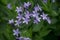 blue rare and deadly  flowers bluebells in a garden