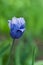 Blue rare tulip
