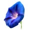 Blue realistic bindweed flower