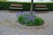 blue recumbent perennials grow at the edges of the pavement from marble granite cubes, or on a retaining wall of light-colored ca