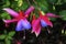 Blue Red Hardy Fuchsia Blooming