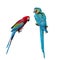 Blue and Red Macaw Parrots on white background