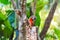 Blue red parrot-ara-macaw, Brazil Foz do Iguazu. With selective focus