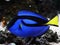 Blue regal tang paracanthurus hepatus