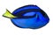 Blue regal tang (paracanthurus hepatus) isolated