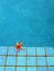Blue resort swimming pool & red tropical flower